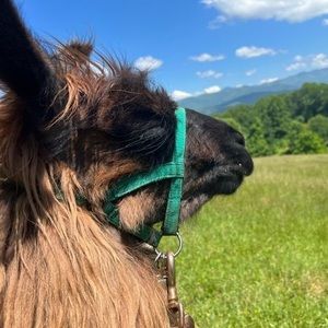 Meet your Posher, Teresa